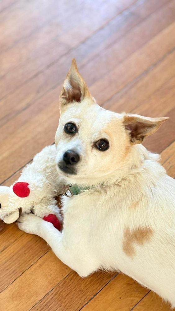 Bacca, Adoptable, Adult Male Jack Russell Terrier & Chihuahua.