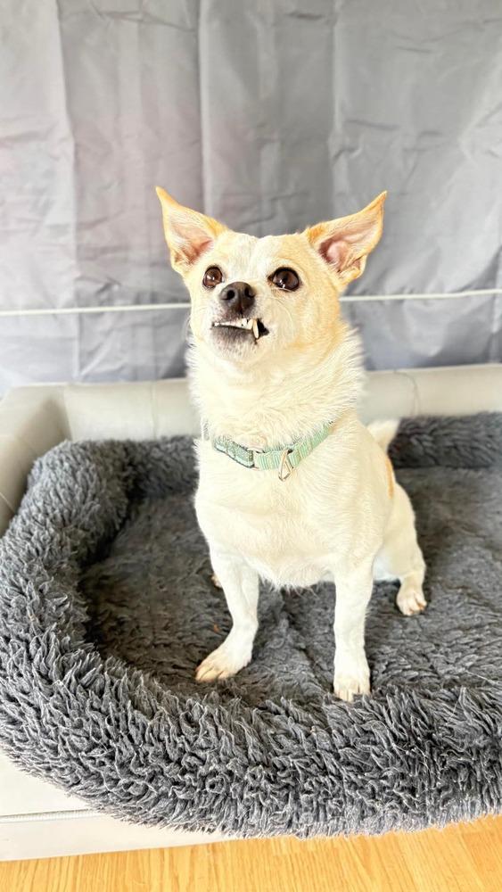 Bacca, a Adoptable mixed breed in Saugus, MA image 2/6