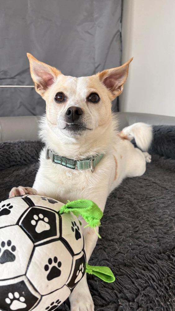 Bacca, a Adoptable mixed breed in Saugus, MA image 3/6