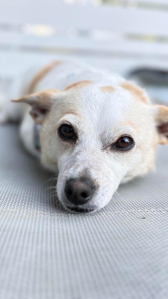 Bacca, a Adoptable mixed breed in Saugus, MA image 5/6
