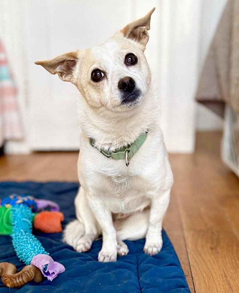 Bacca, a Adoptable mixed breed in Saugus, MA image 6/6