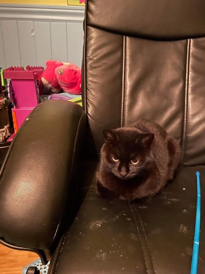 Midnight , Adopted, Adult Female Domestic Short Hair.