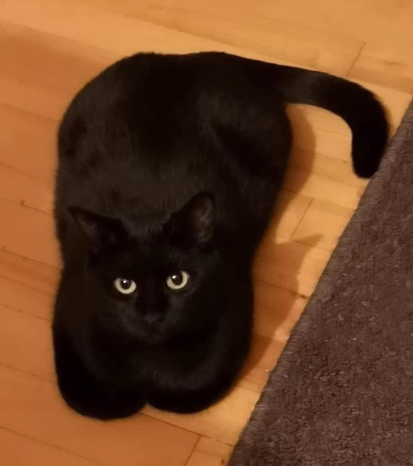 Enlarge Midnight , a Adopted Domestic Short Hair in Chateauguay, QC image 2/3