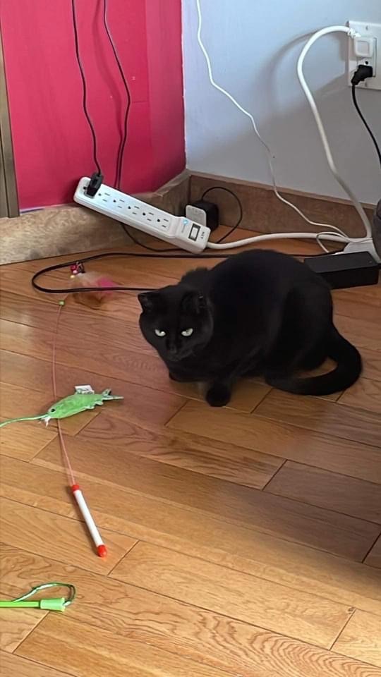 Enlarge Midnight , a Adopted Domestic Short Hair in Chateauguay, QC image 3/3