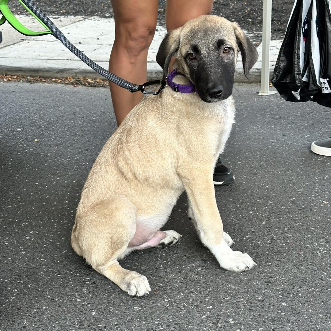 Enlarge Littlefoot, a Adopted Anatolian Shepherd in Berlin, NJ image 1/1