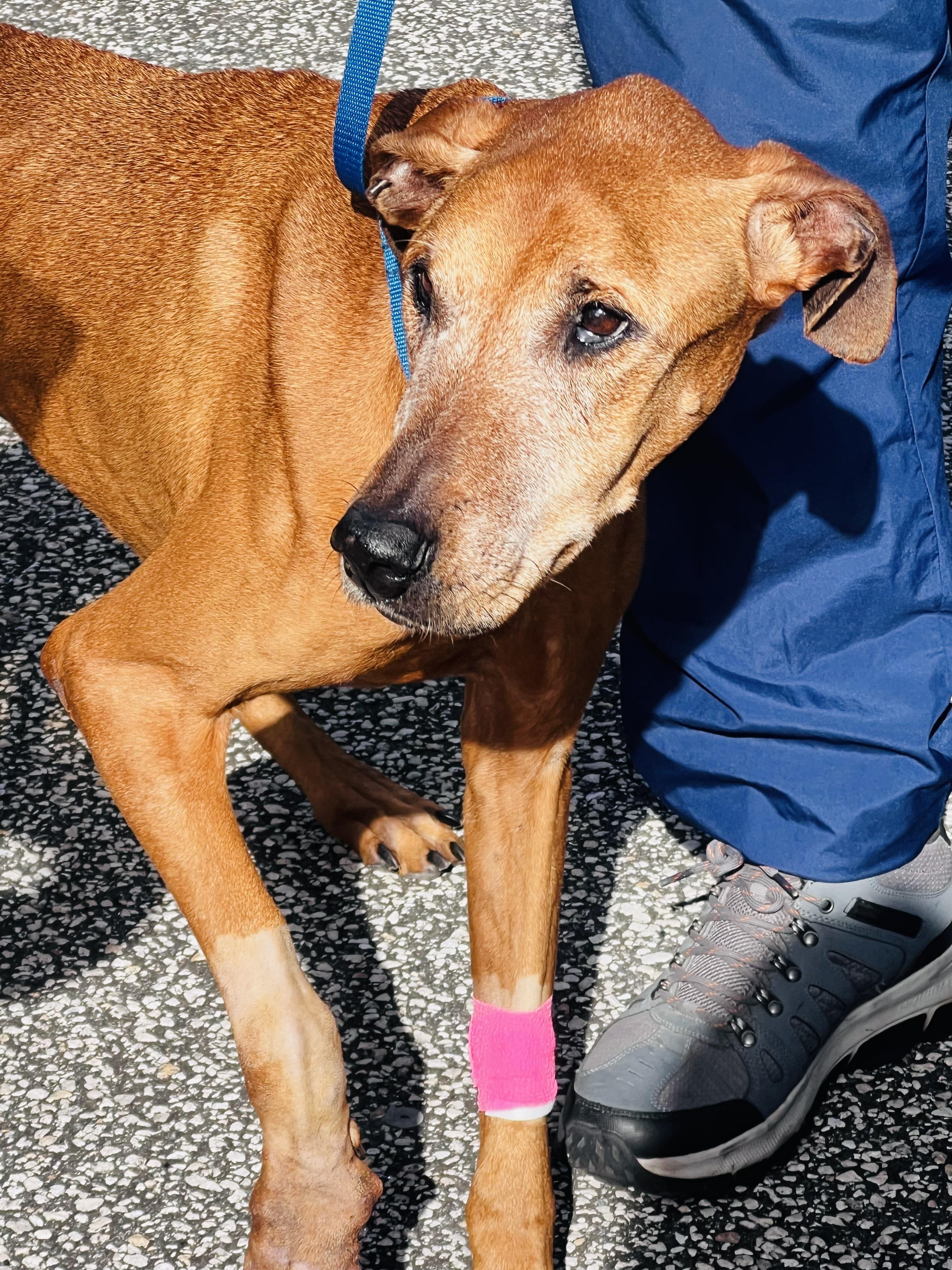 Mona, Adoptable, Senior Female Doberman Pinscher.