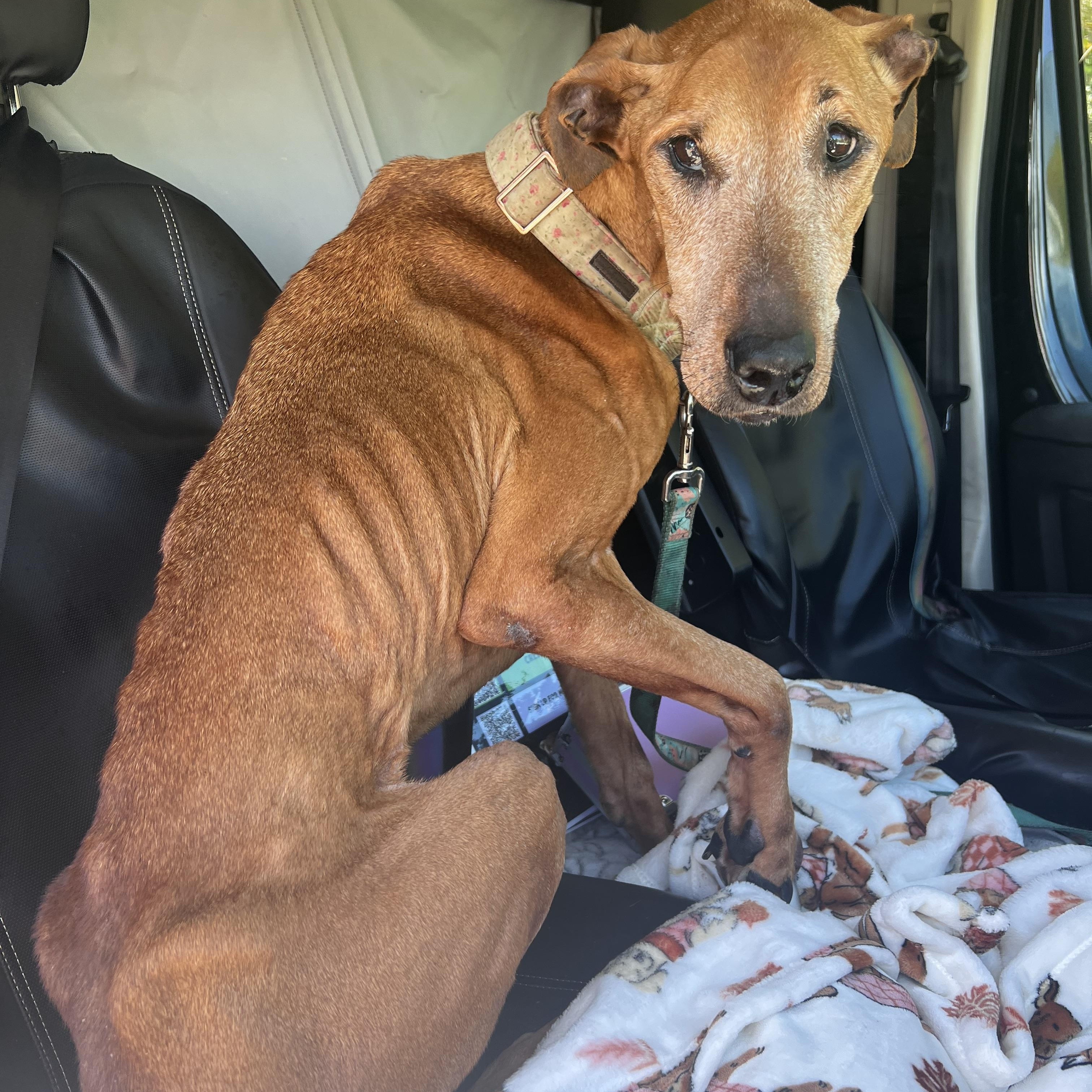 Mona, Adoptable, Senior Female Doberman Pinscher.