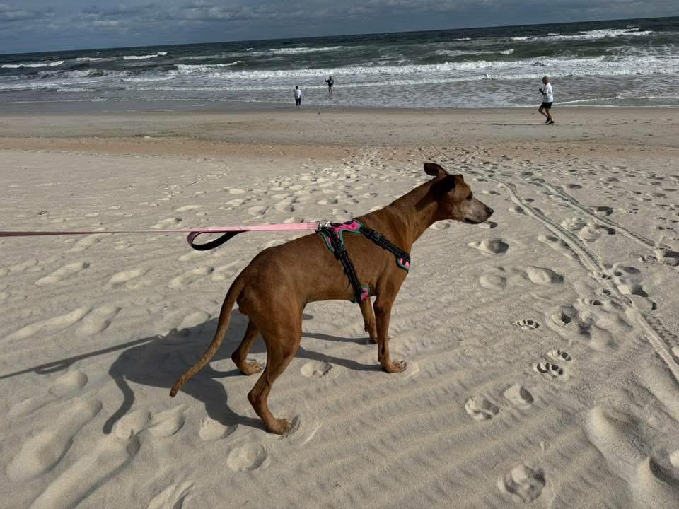 Enlarge Mona, a Adoptable mixed breed in Palm Coast, FL image 3/5