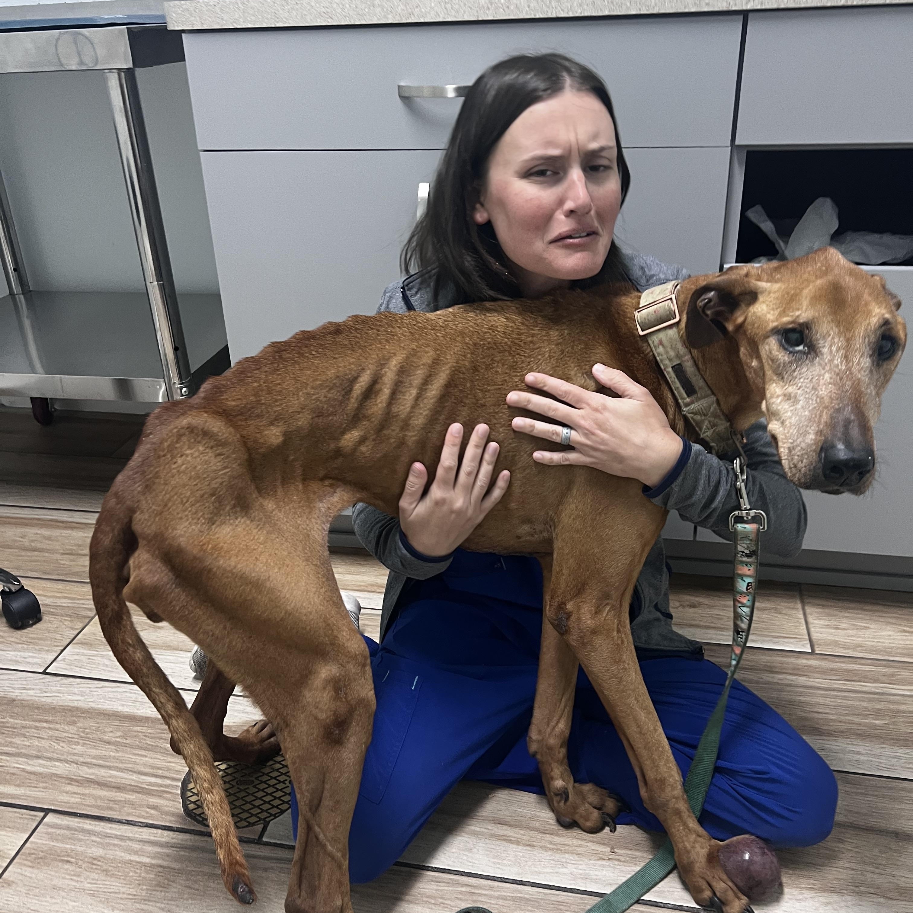 Enlarge Mona, a Adoptable mixed breed in Palm Coast, FL image 4/5