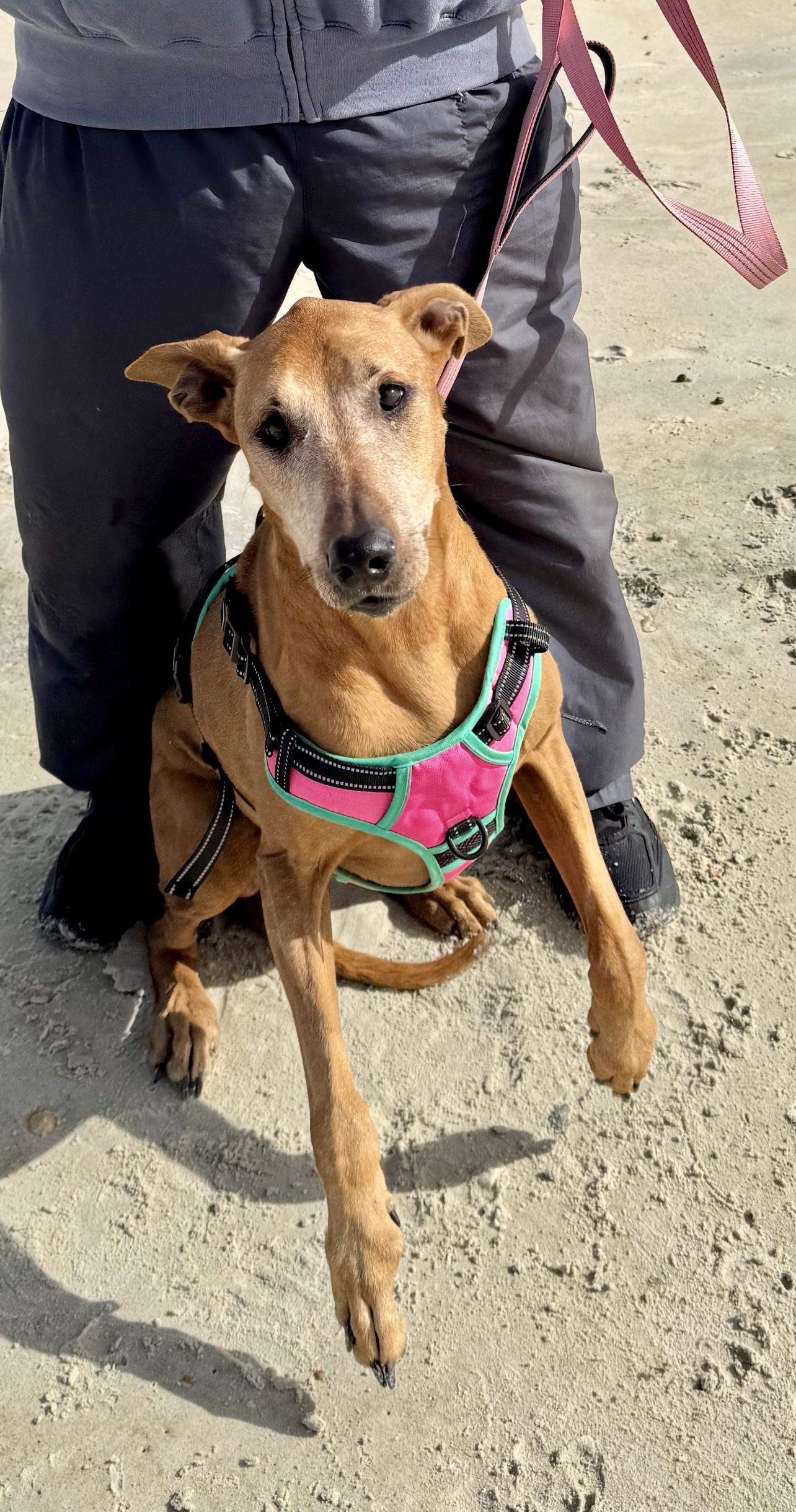 Enlarge Mona, a Adoptable mixed breed in Palm Coast, FL image 5/5