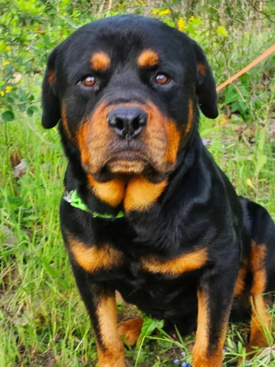 Doug, ADOPTABLE, Adult Male Rottweiler.