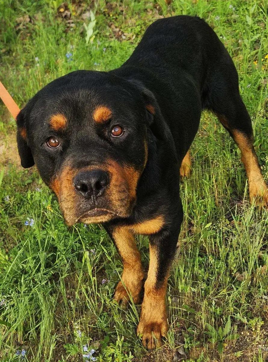Enlarge Doug, a ADOPTABLE Rottweiler in Polk, OH image 2/4