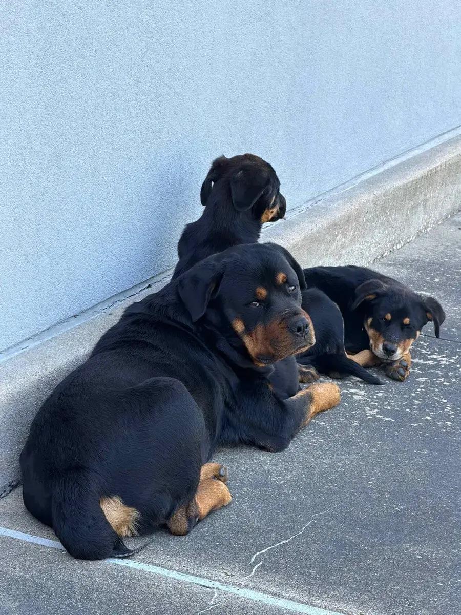 Enlarge Doug, a ADOPTABLE Rottweiler in Polk, OH image 4/4