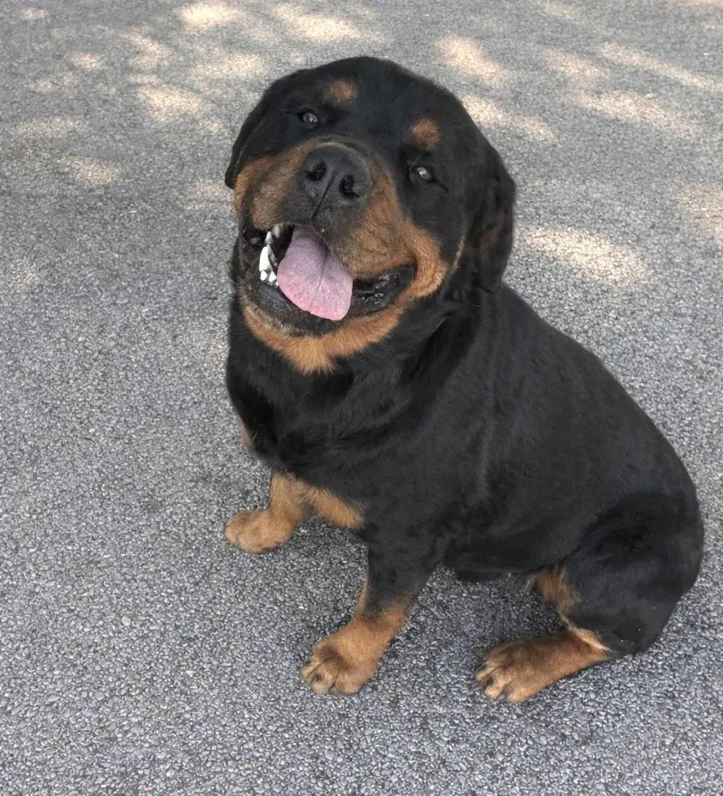 Enlarge Doug, a ADOPTABLE Rottweiler in Polk, OH image 3/4