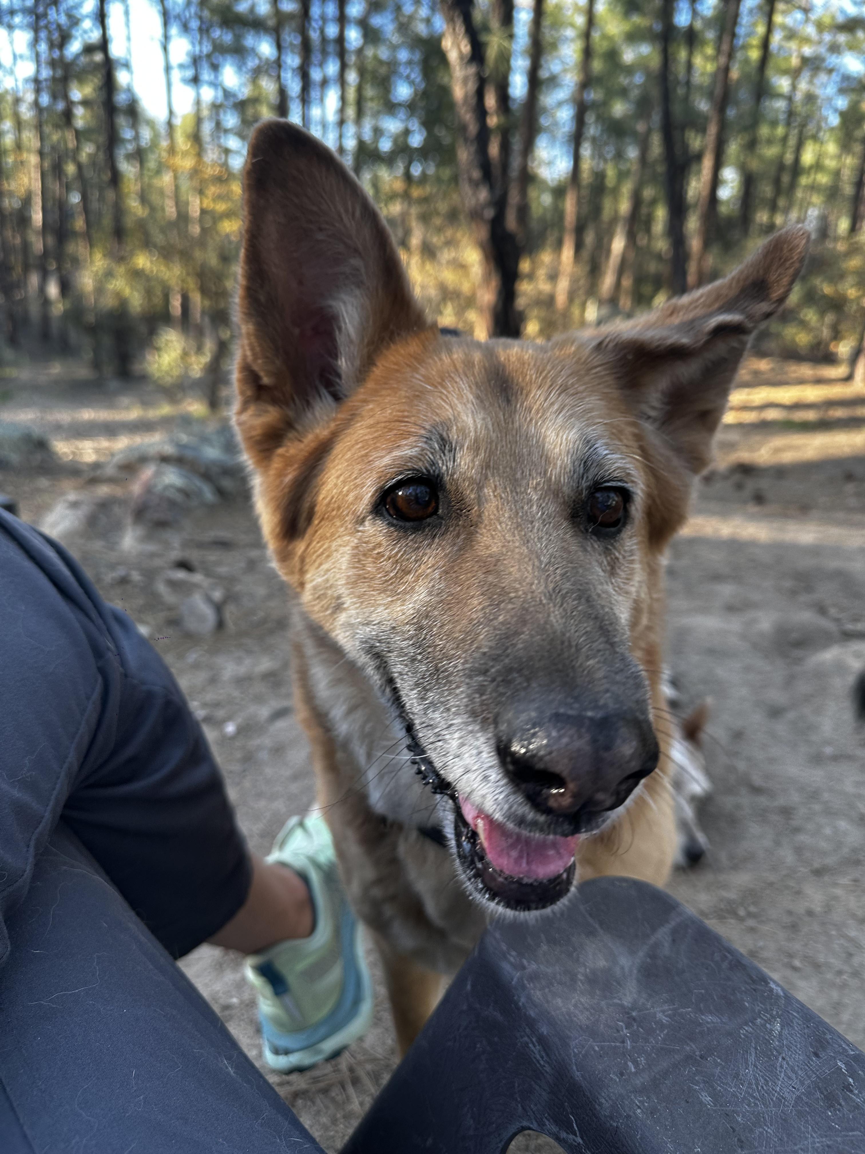 Enlarge Sammie, a Adopted mixed breed in Prescott, AZ image 2/6