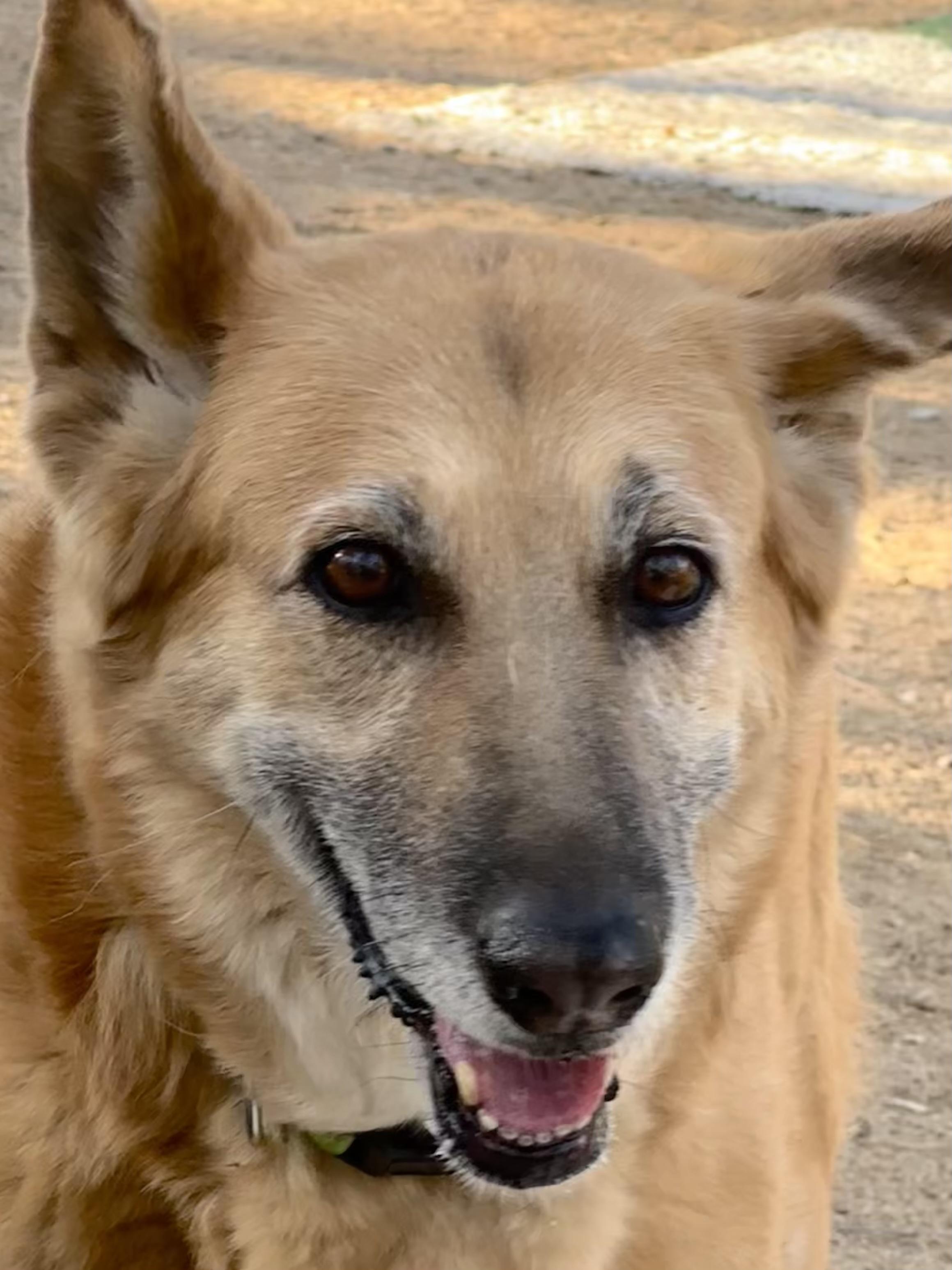 Enlarge Sammie, a Adopted mixed breed in Prescott, AZ image 1/6