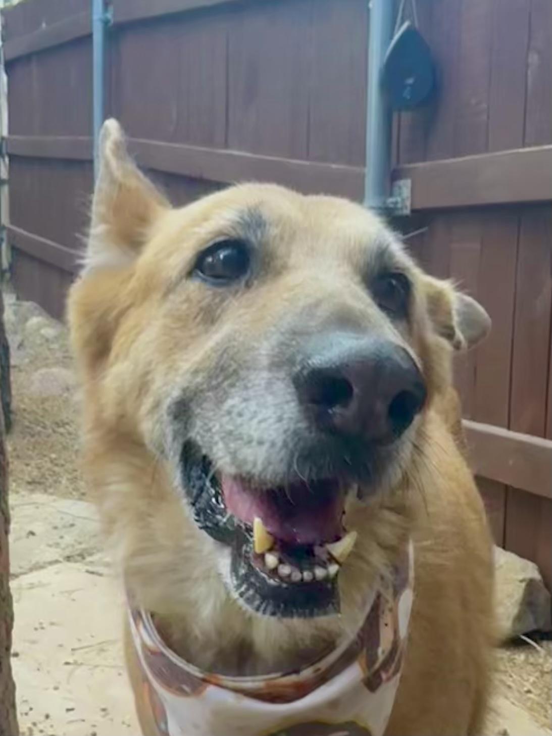 Enlarge Sammie, a Adopted mixed breed in Prescott, AZ image 4/6