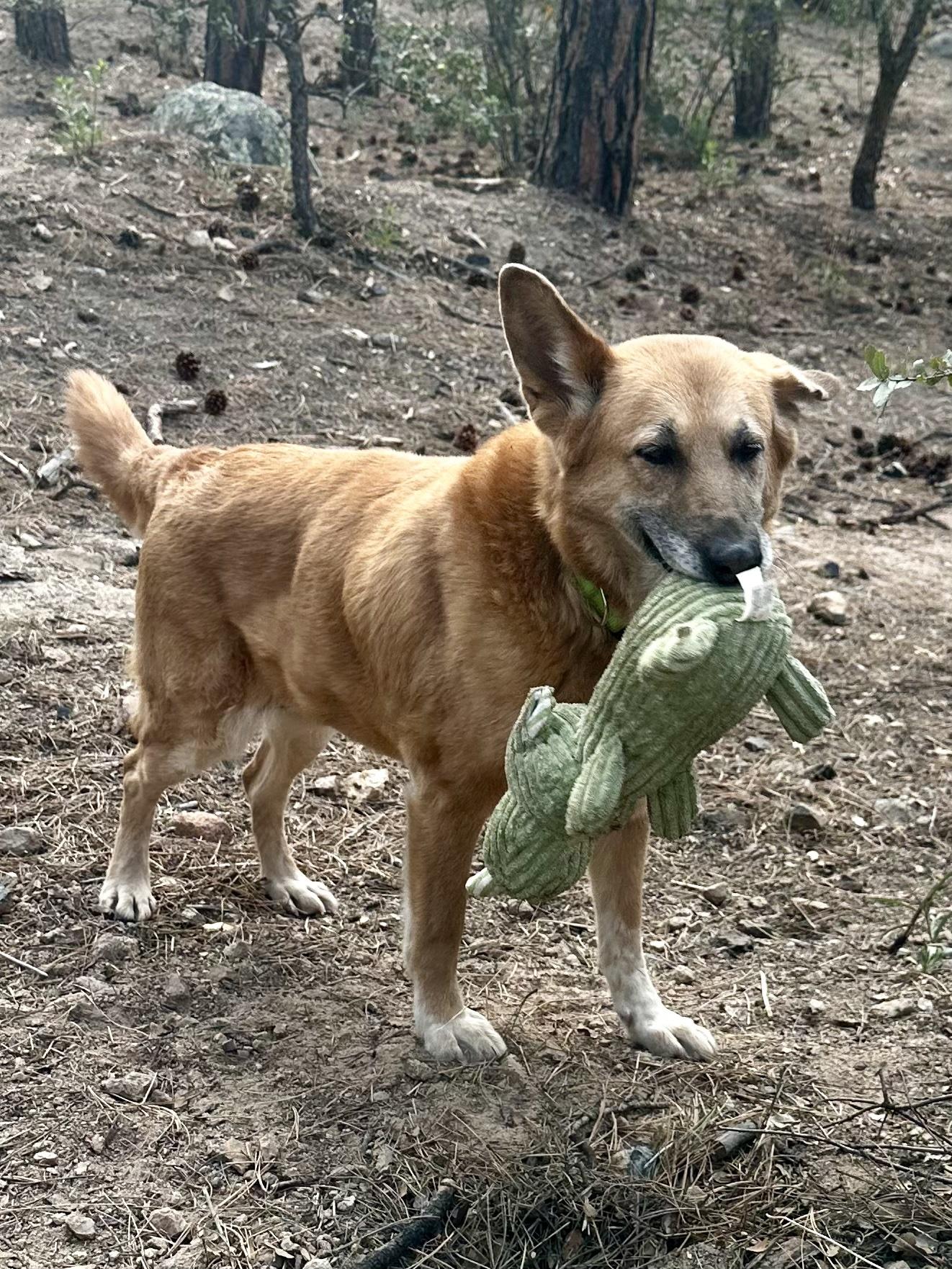 Enlarge Sammie, a Adopted mixed breed in Prescott, AZ image 5/6