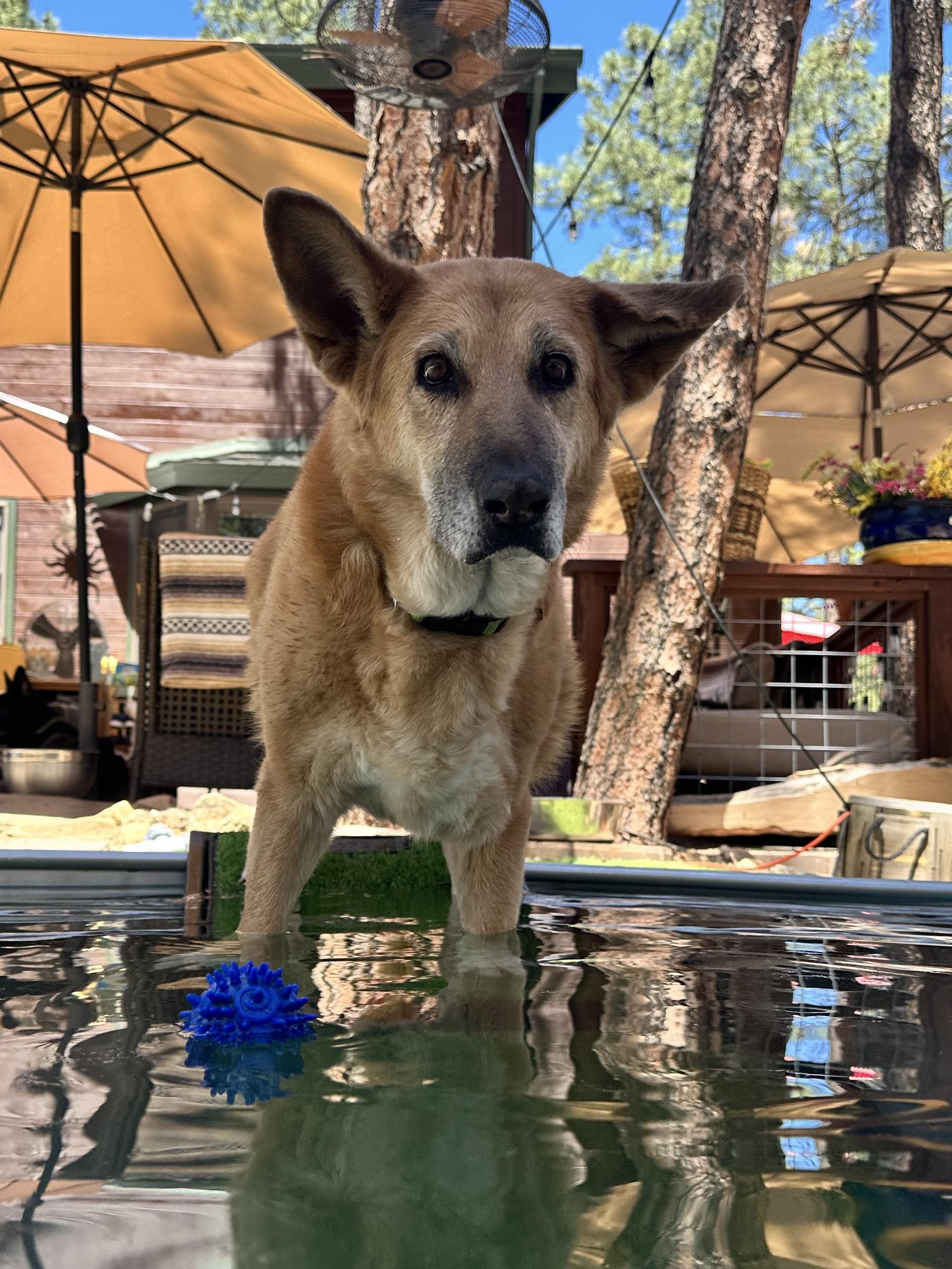 Enlarge Sammie, a Adopted mixed breed in Prescott, AZ image 6/6