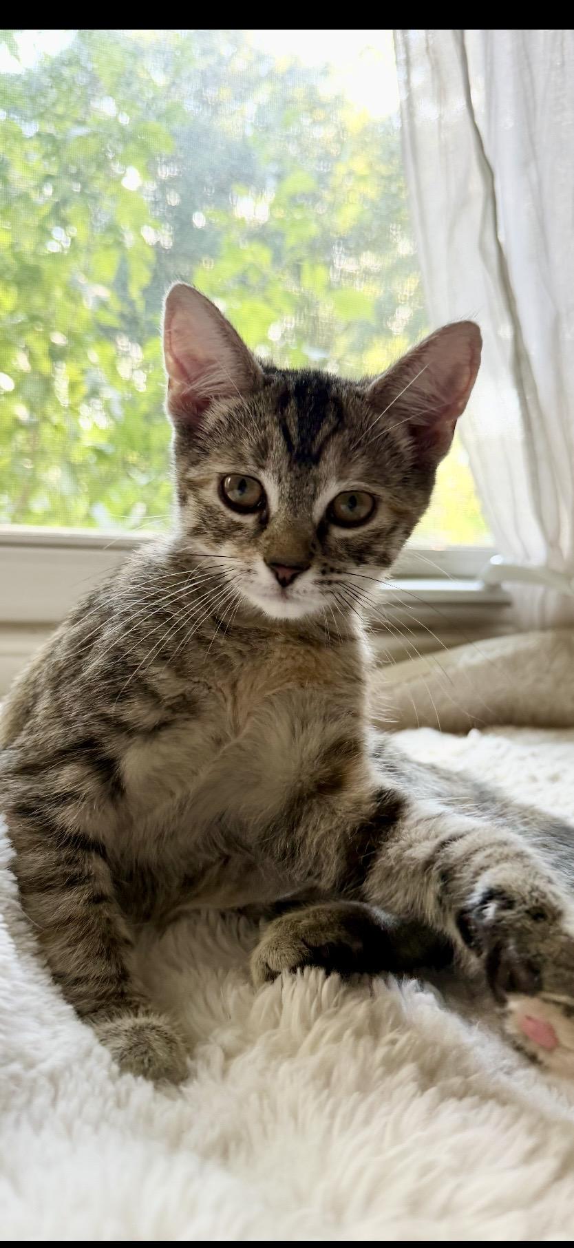 Enlarge Poppy, a ADOPTABLE American Shorthair in West Haven, CT image 3/3