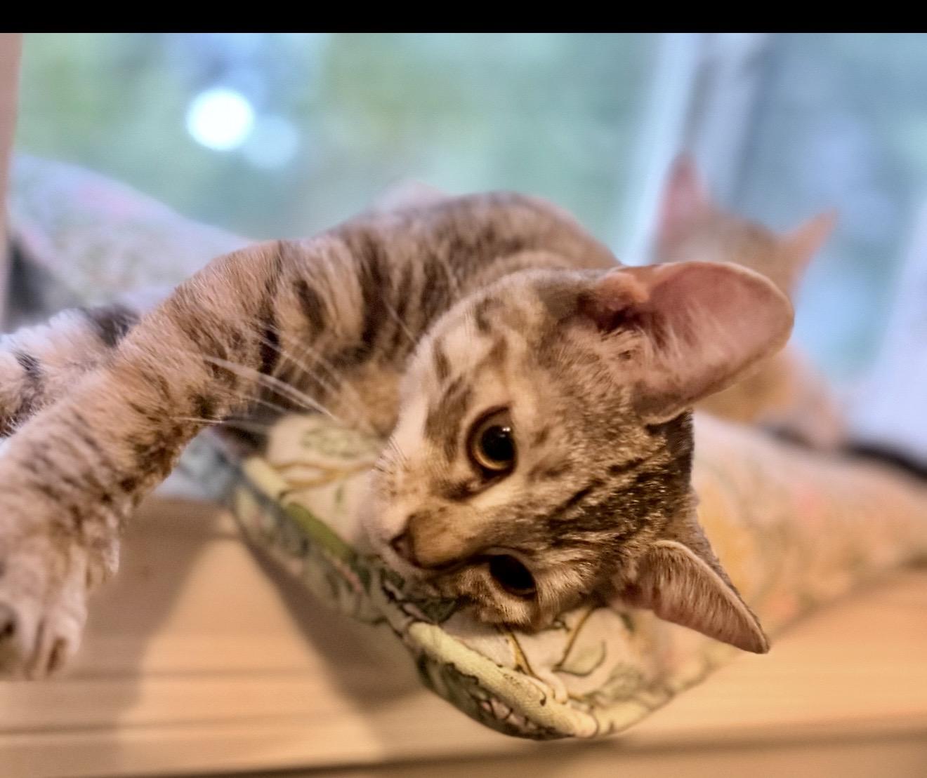 Poppy, ADOPTABLE, Kitten Female American Shorthair.