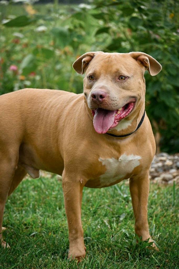 Bubba, Adoptable, Adult Male Mixed Breed.