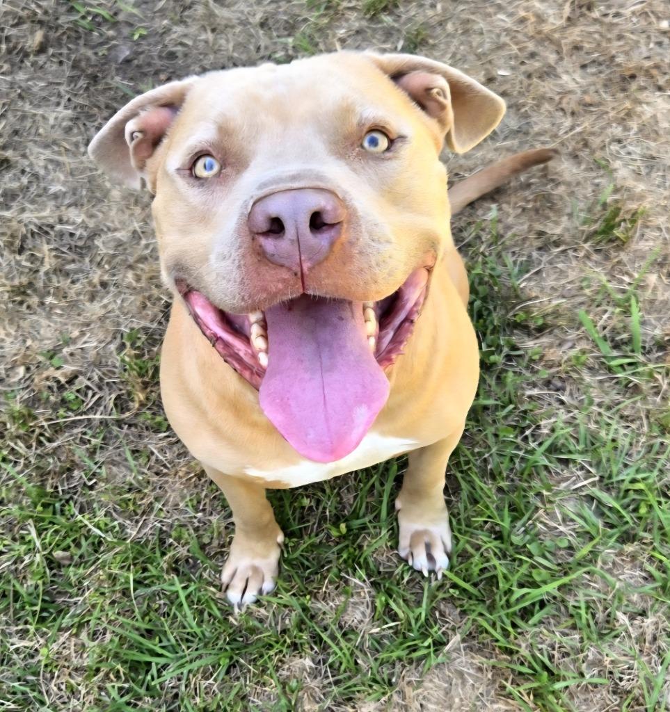 Bubba, a Adoptable Mixed Breed in Lagrange, IN image 2/6