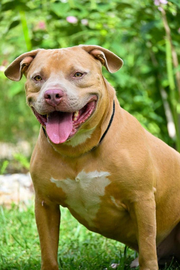 Bubba, a Adoptable Mixed Breed in Lagrange, IN image 3/6