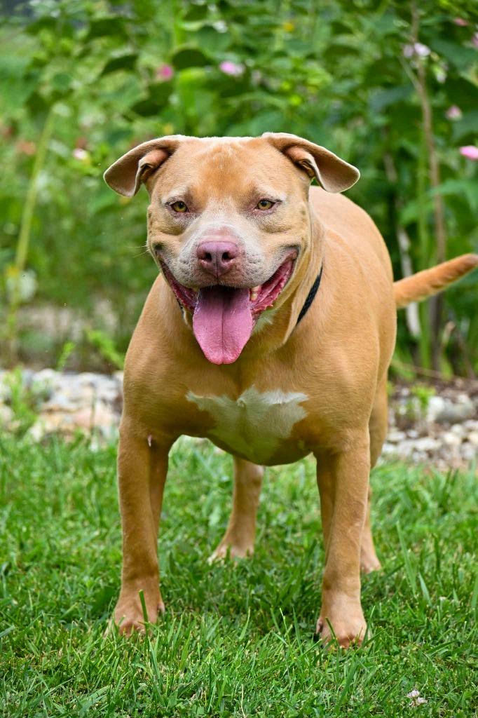 Bubba, a Adoptable Mixed Breed in Lagrange, IN image 5/6