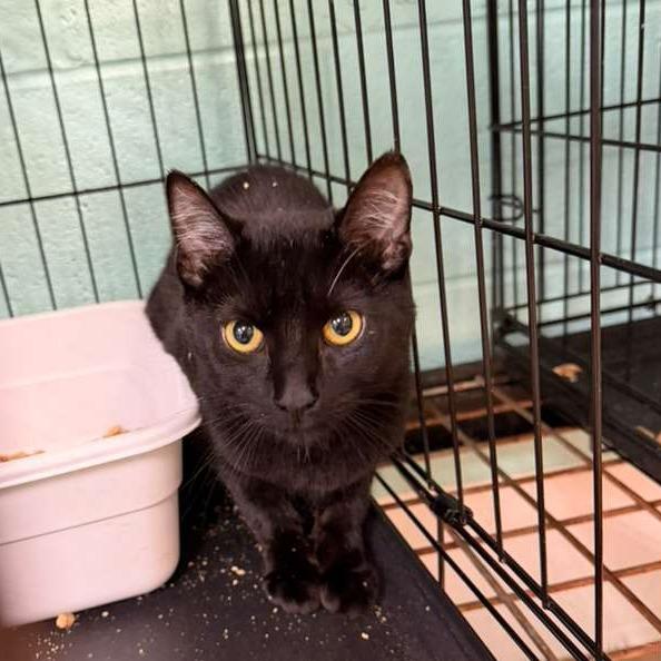 Enlarge Sherlock, a Adoptable Domestic Short Hair in Gadsden, AL image 1/1
