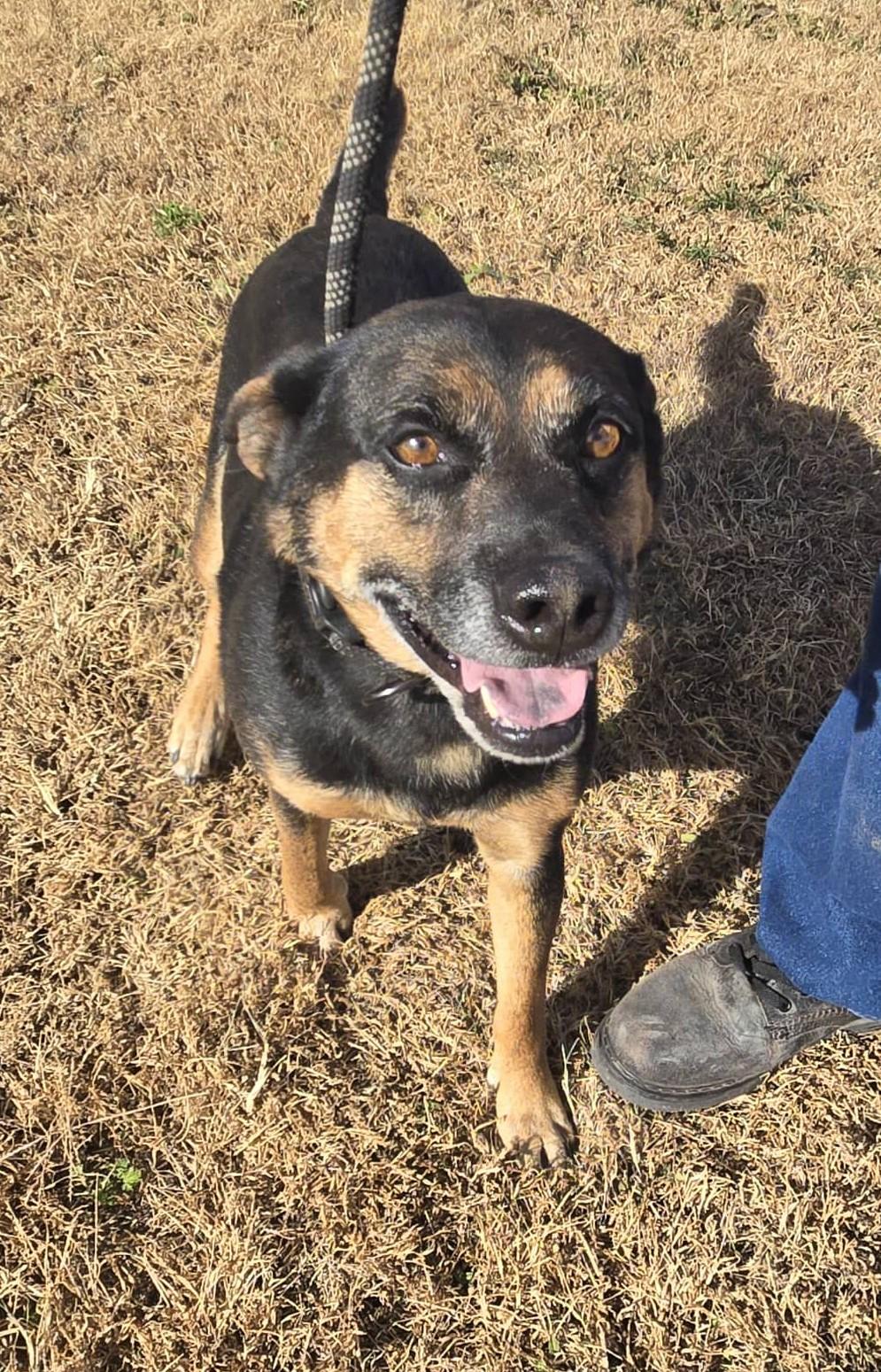 Enlarge Mr. E, a Adoptable mixed breed in Larned, KS image 2/3