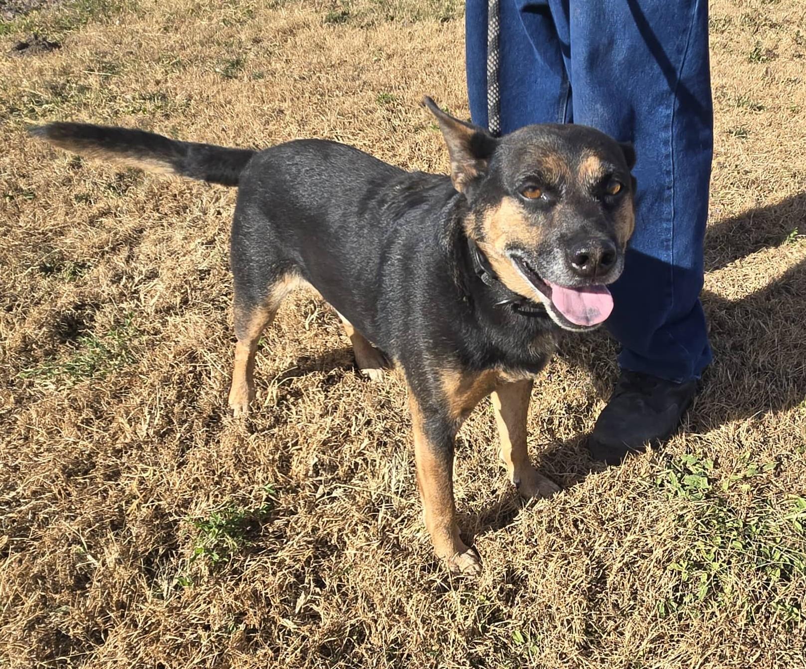 Enlarge Mr. E, a Adoptable mixed breed in Larned, KS image 3/3