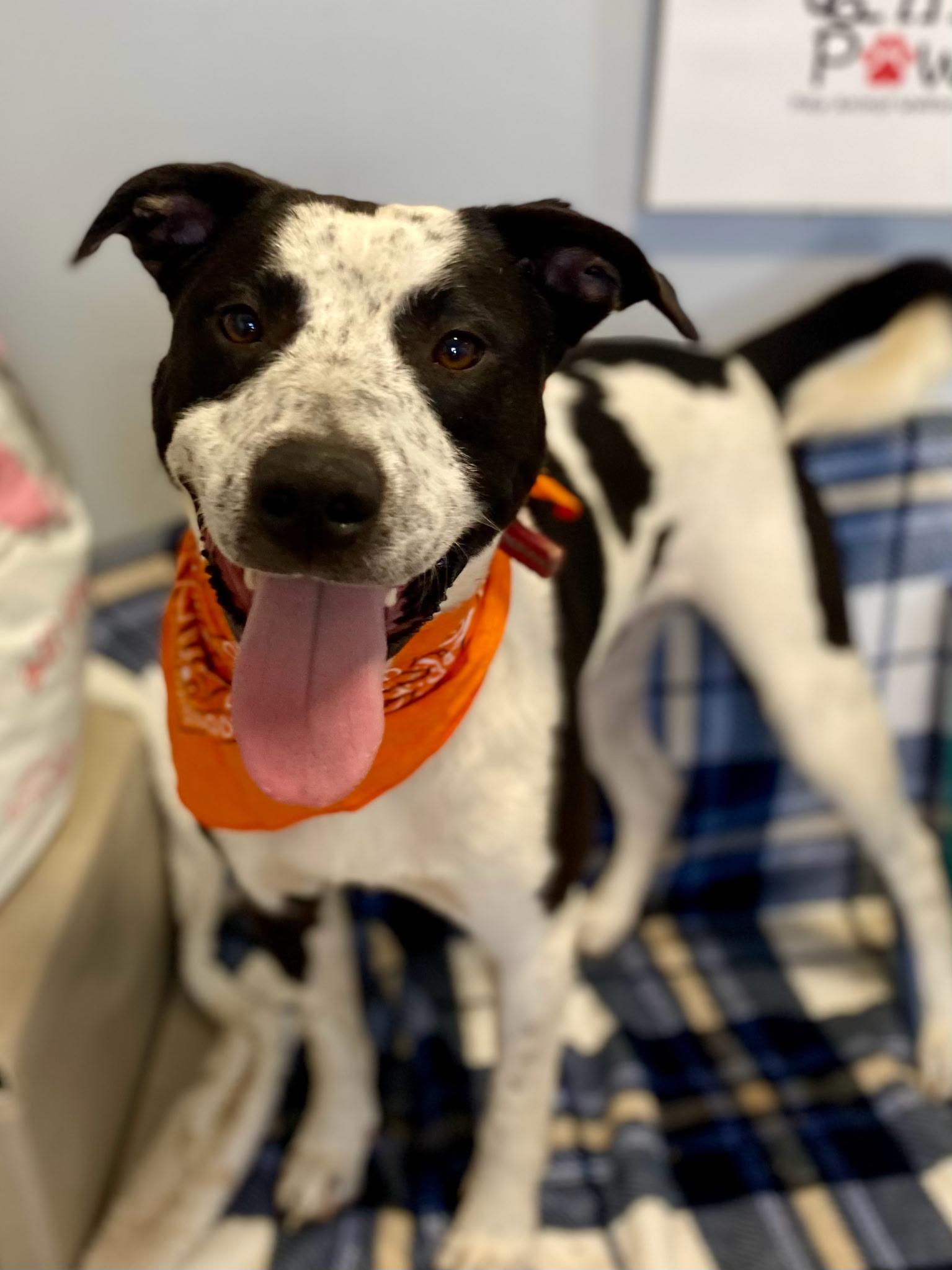 Enlarge Rip, a Adoptable mixed breed in Petersburg, IN image 1/1