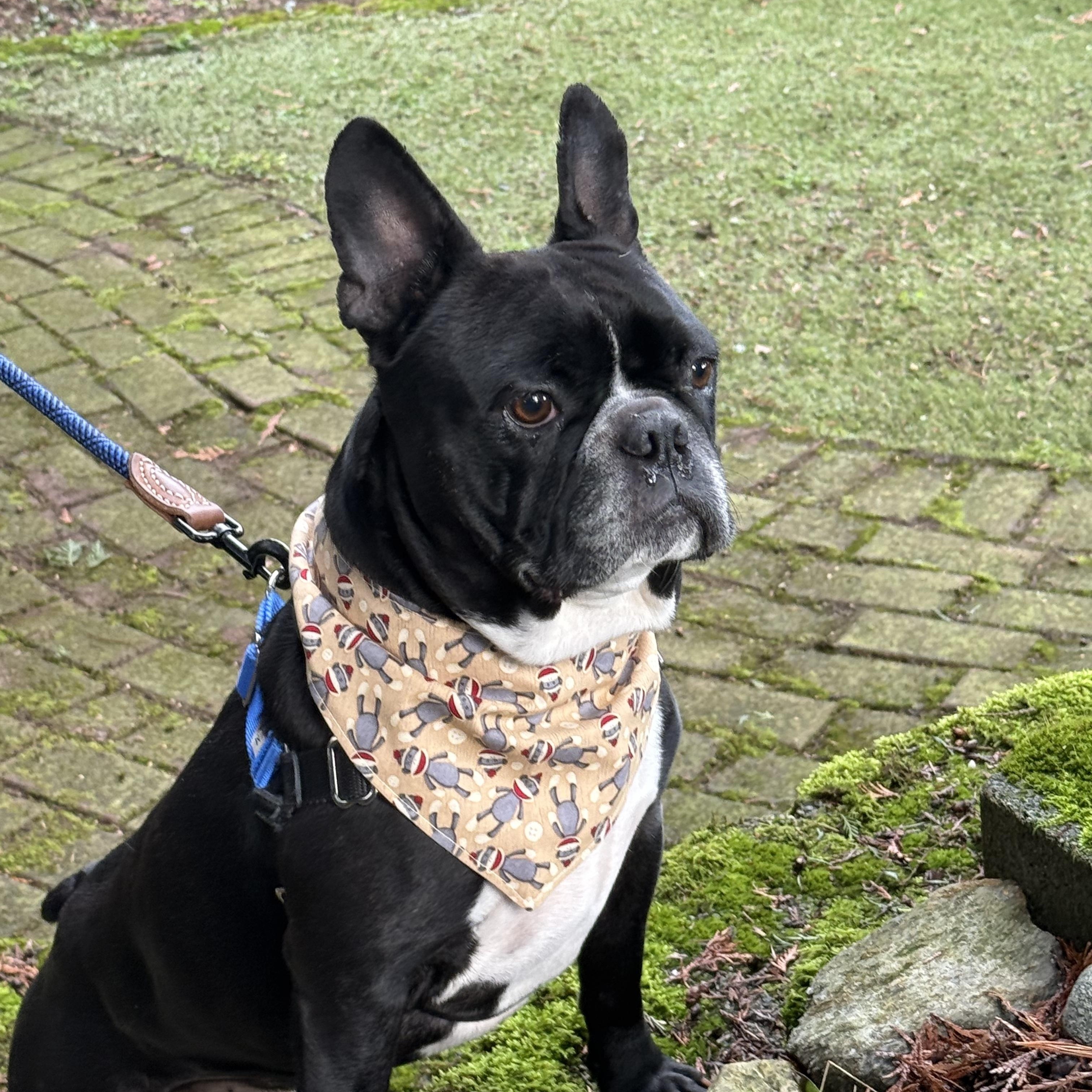 Enlarge Polo, a ADOPTABLE mixed breed in Seattle, WA image 4/5
