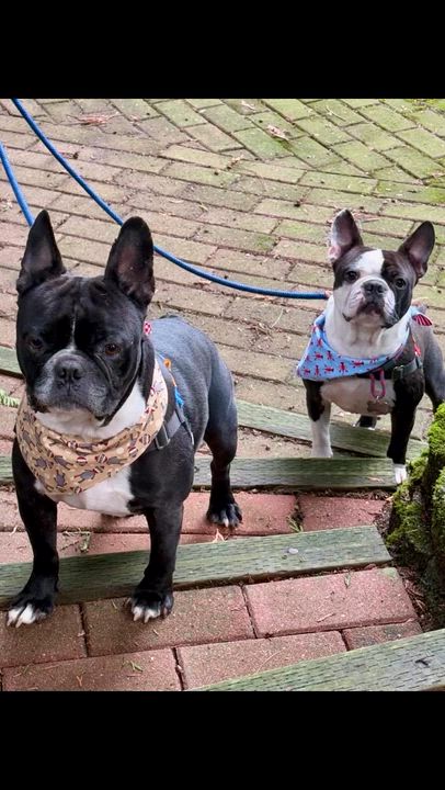 Enlarge Polo, a ADOPTABLE mixed breed in Seattle, WA video 5/5