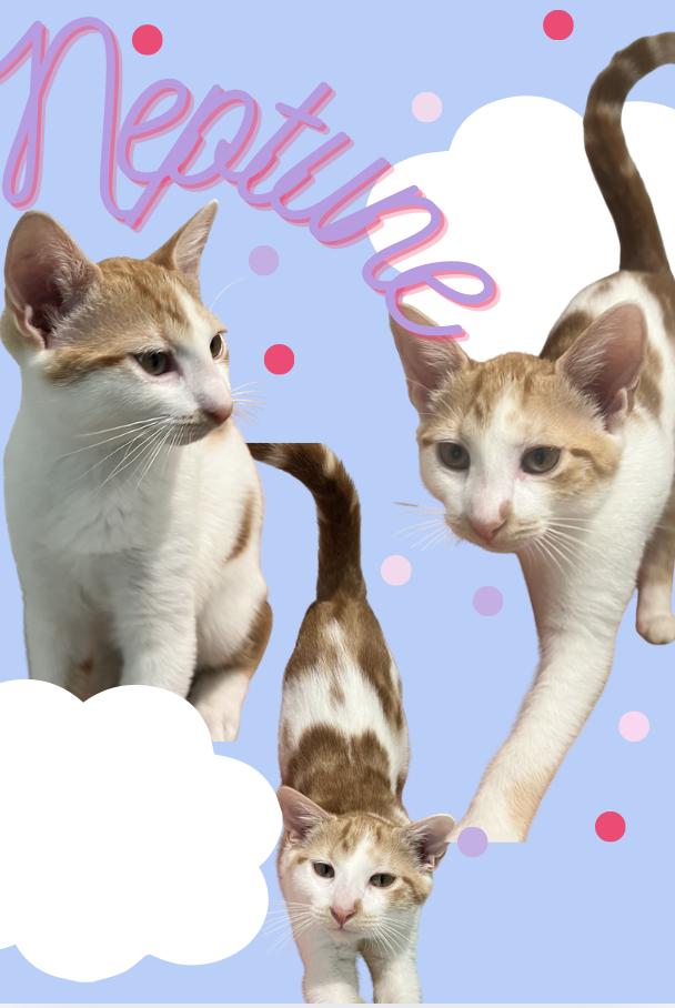 Nepture and Vulcan, an adopted Domestic Short Hair in Wellesley, MA image 4/6