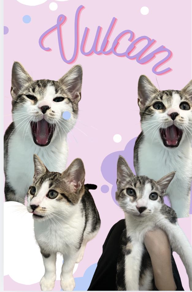 Nepture and Vulcan, an adopted Domestic Short Hair in Wellesley, MA image 3/6