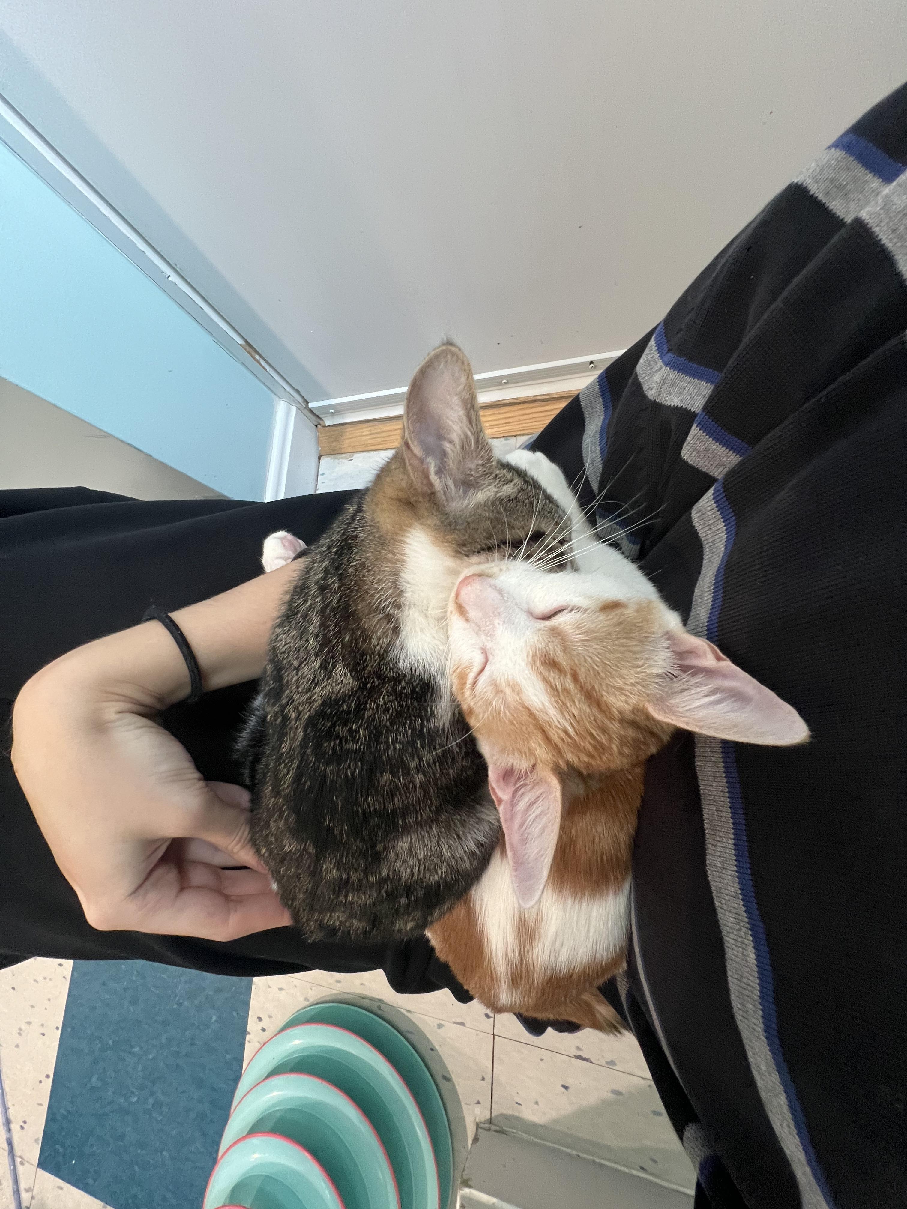 Nepture and Vulcan, an adopted Domestic Short Hair in Wellesley, MA image 2/6