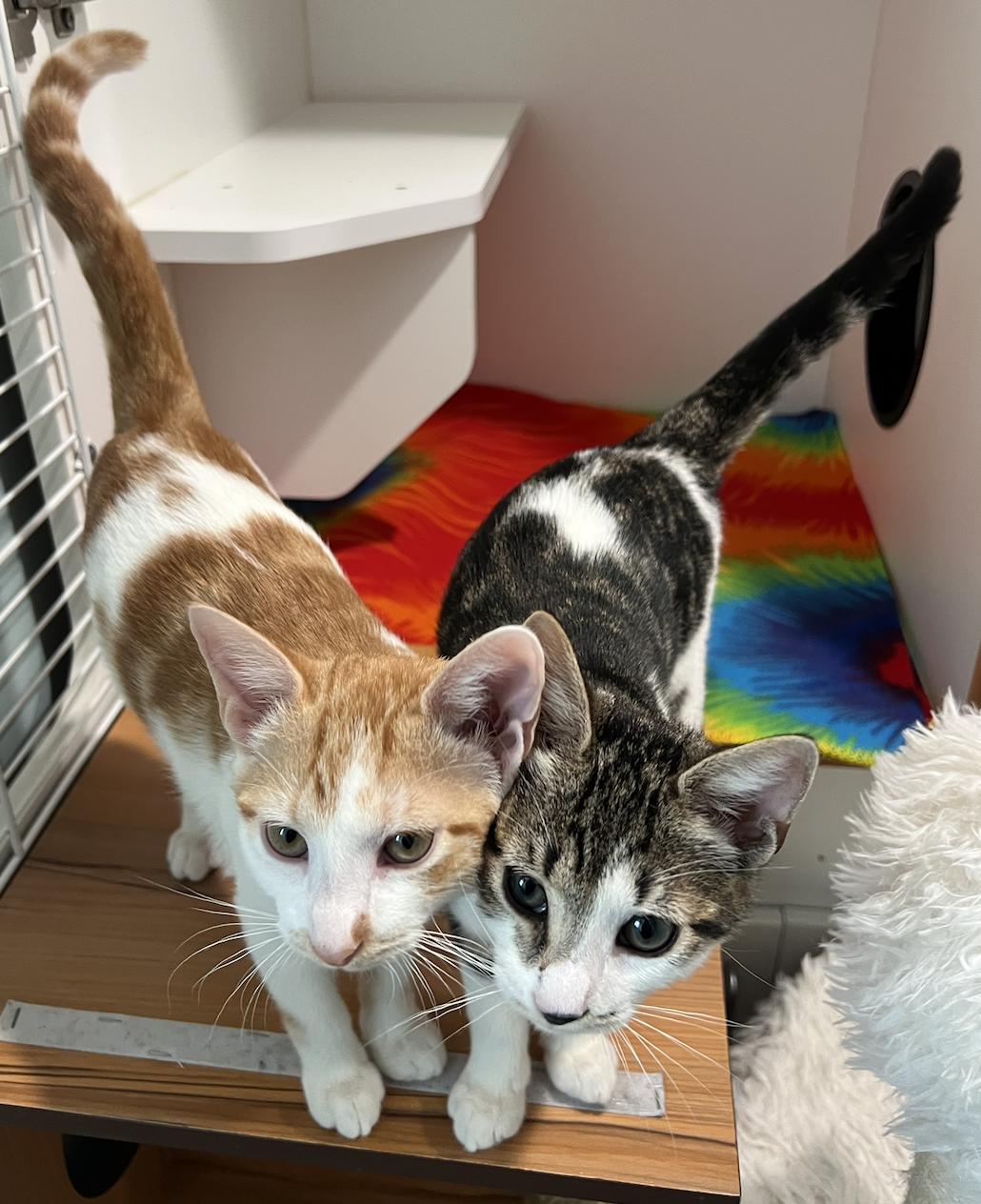 Nepture and Vulcan, an adopted Domestic Short Hair in Wellesley, MA image 1/6