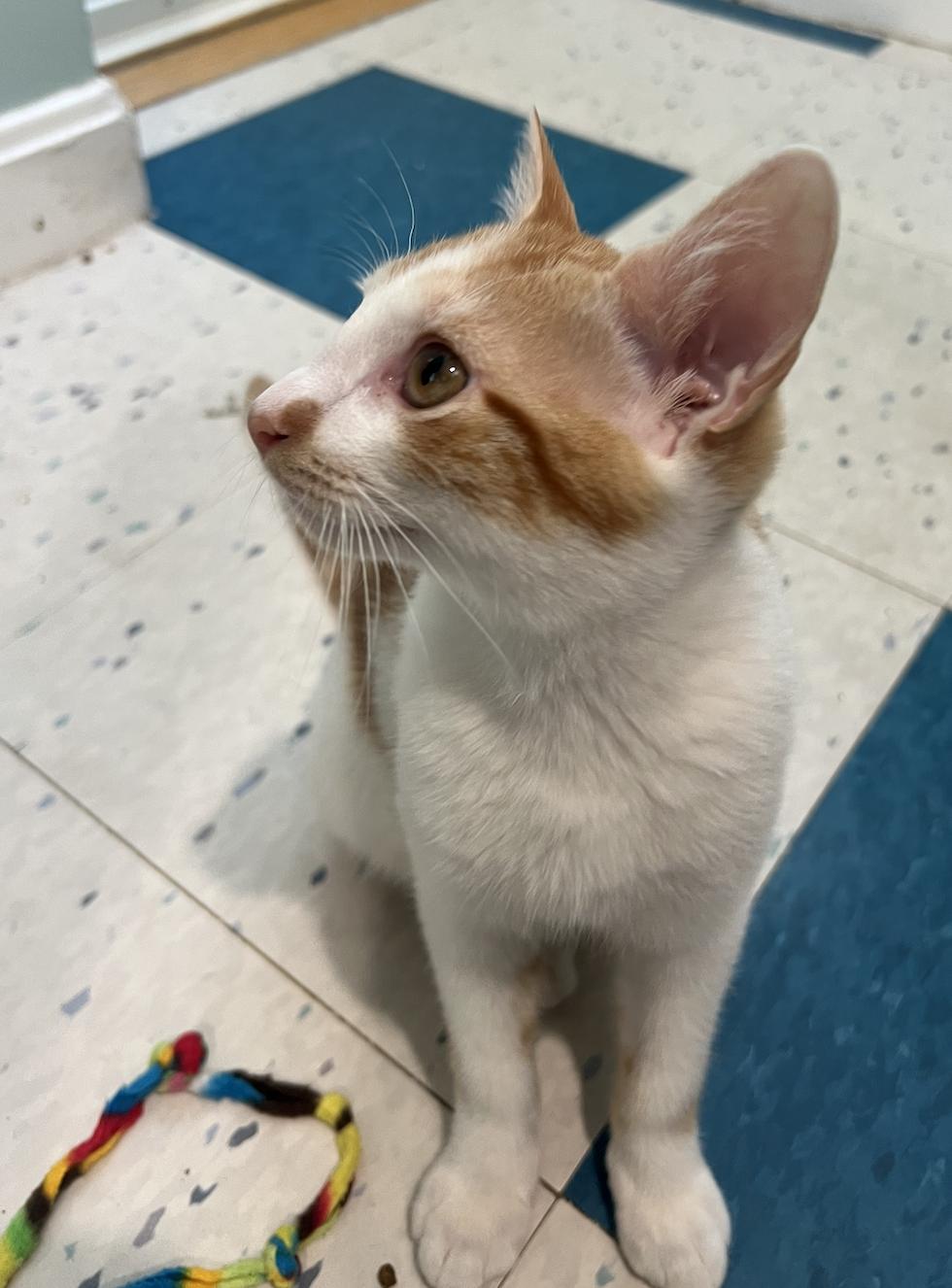 Nepture and Vulcan, an adopted Domestic Short Hair in Wellesley, MA image 6/6