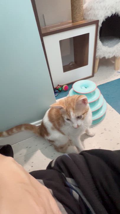 Enlarge Nepture and Vulcan, an adopted Domestic Short Hair in Wellesley, MA video 5/6
