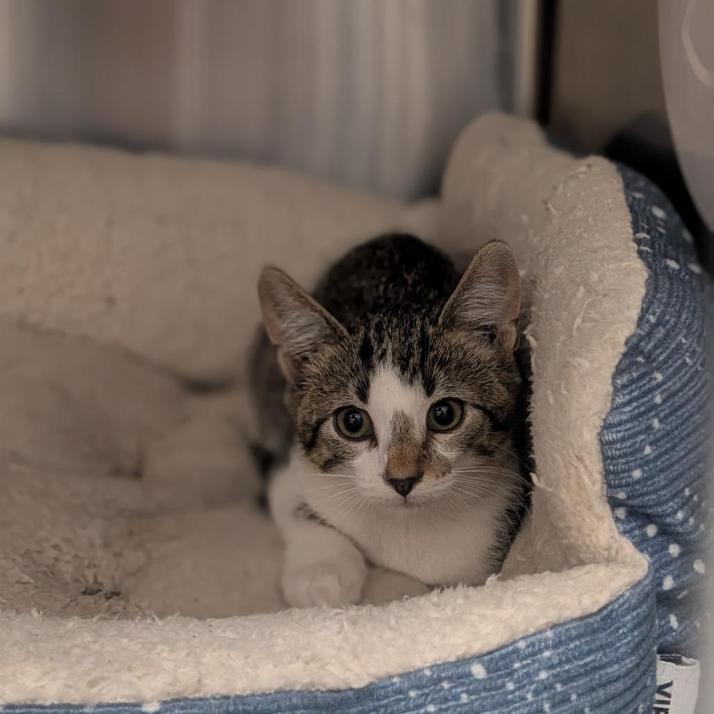 Marcie, Adoptable, Kitten Female Domestic Short Hair.