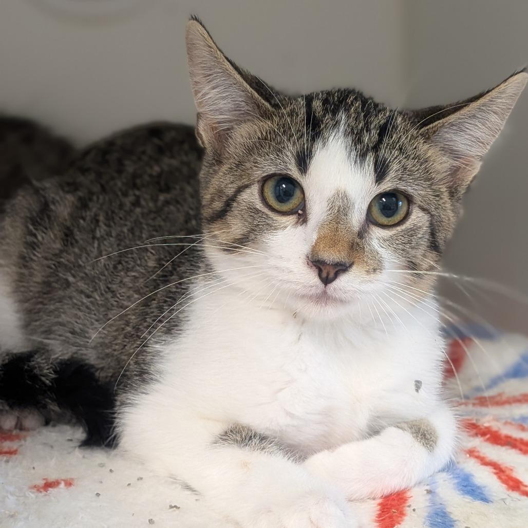 Enlarge Marcie, a Adoptable Domestic Short Hair in Prairie du Chien, WI image 2/2