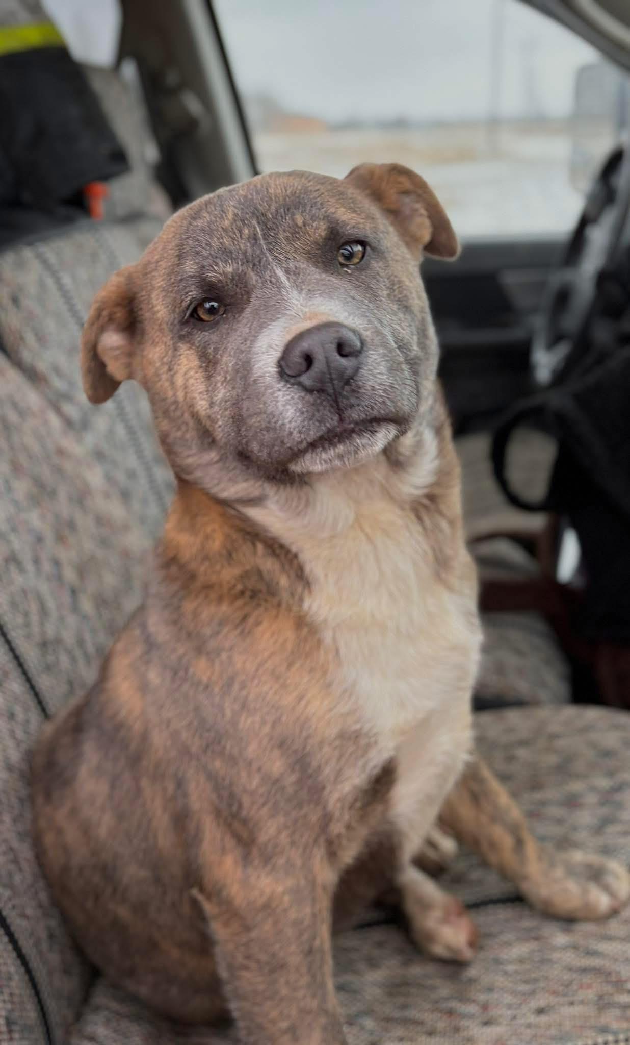 Reeno, ADOPTABLE, Young Male American Bulldog.