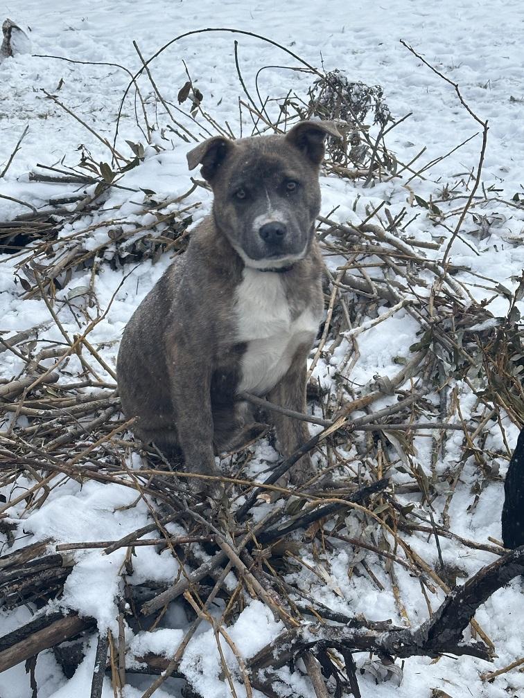 Reeno, ADOPTABLE, Young Male American Bulldog.