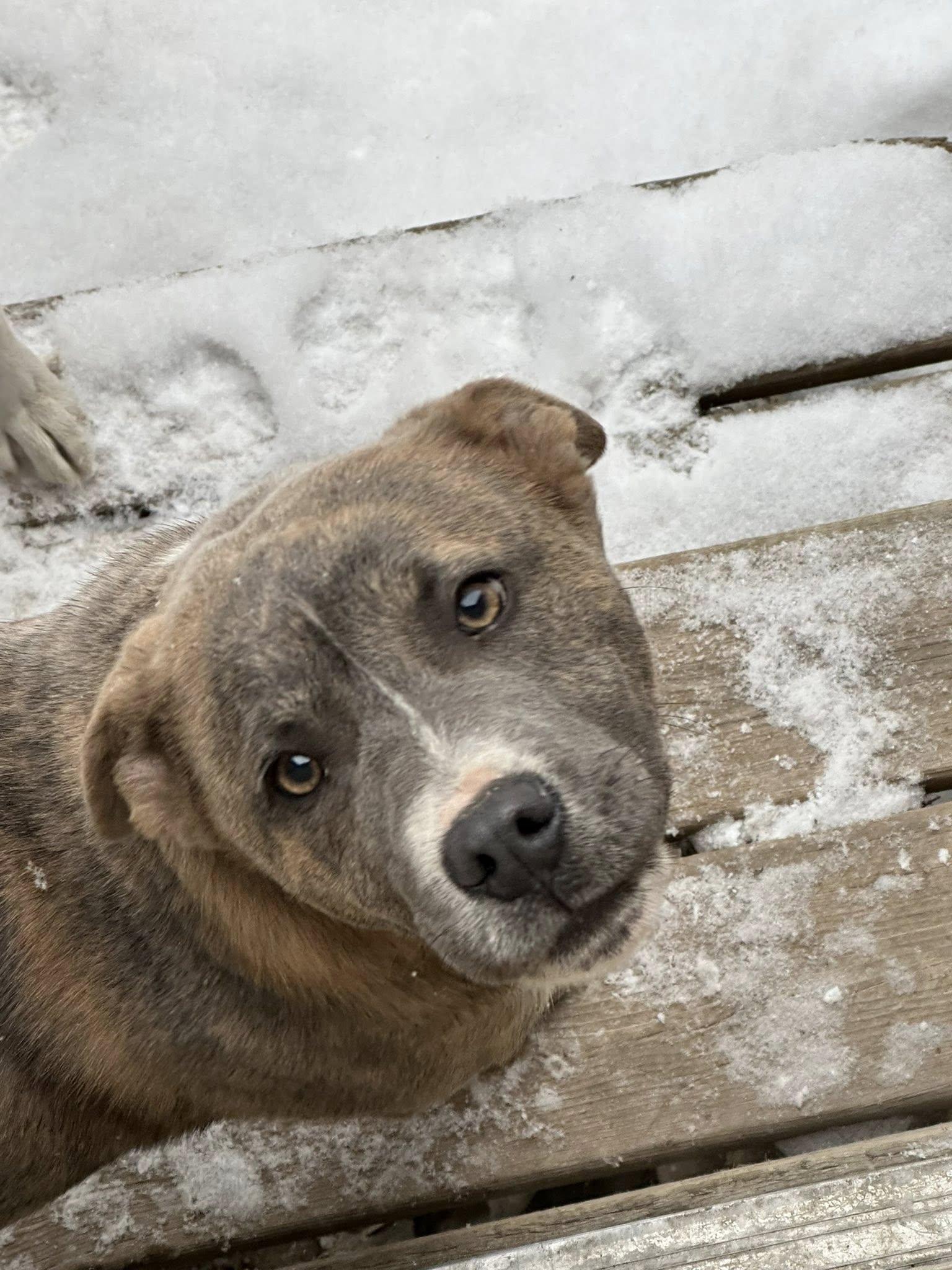 Reeno, a ADOPTABLE mixed breed in Winnipeg, MB image 2/2
