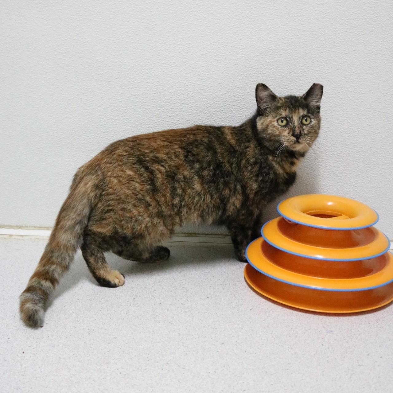 Pancake, Adoptable, Adult Female Tortoiseshell.