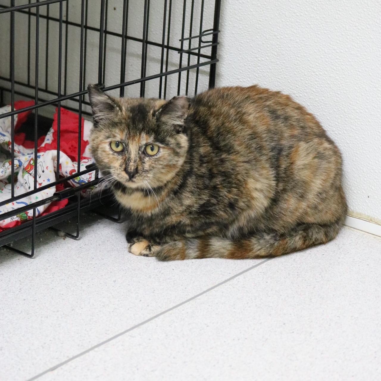 Pancake, a Adoptable Tortoiseshell in La Grande, OR image 2/2