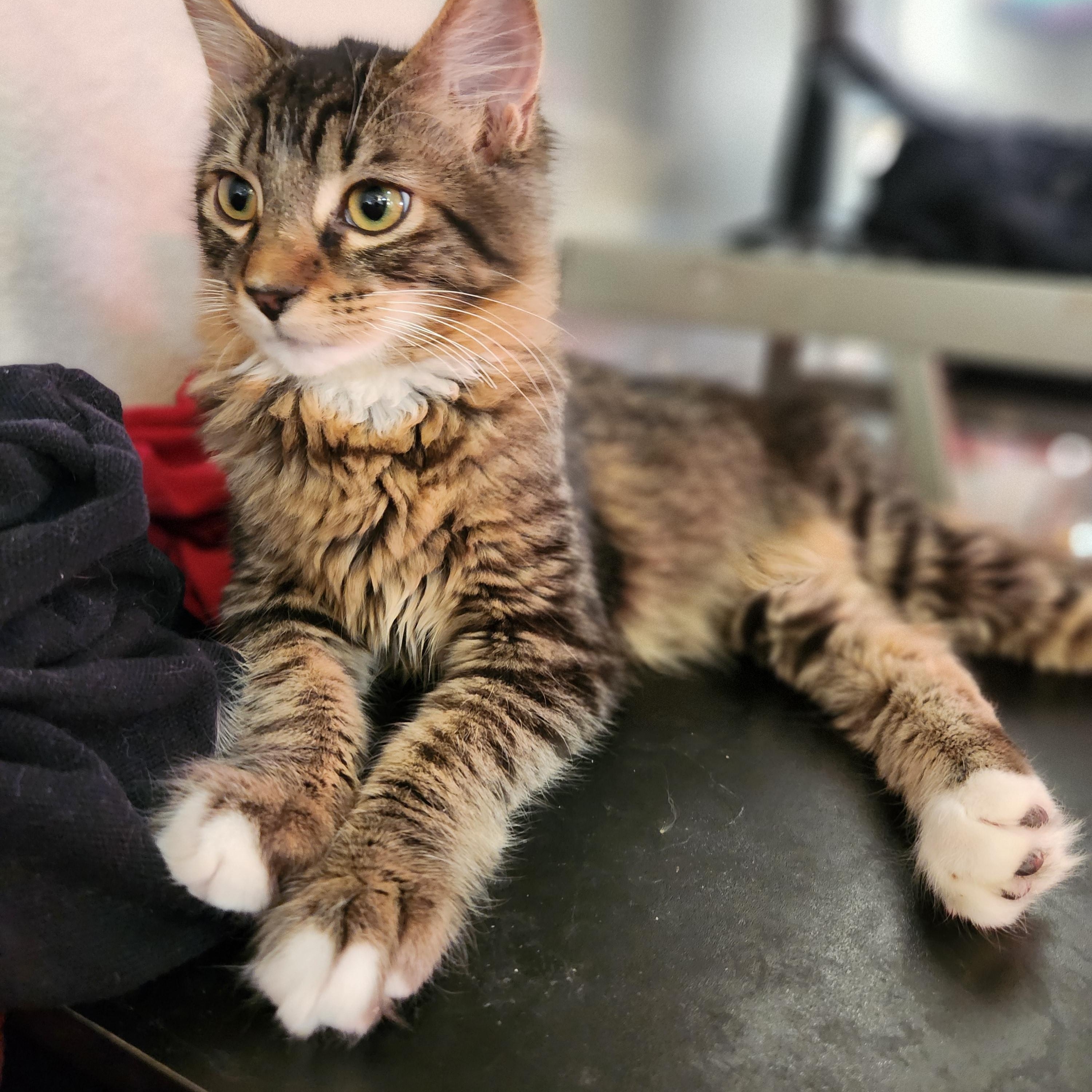 Shadow, ADOPTABLE, Young Male Domestic Medium Hair & Tabby.