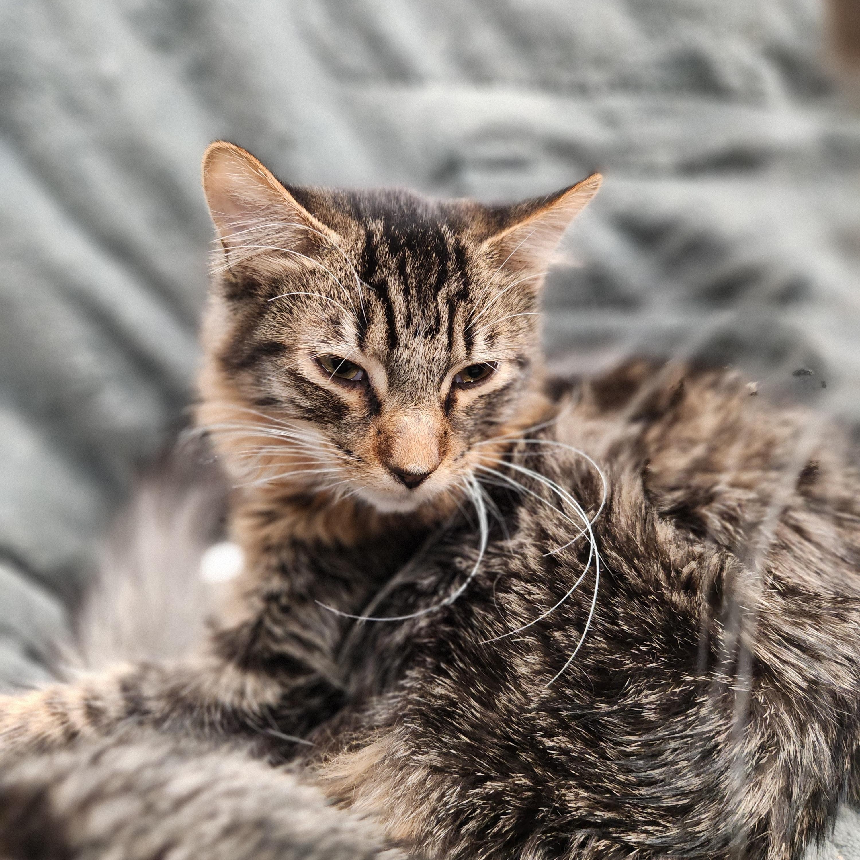 Enlarge Shadow, a ADOPTABLE mixed breed in Amarillo, TX image 2/2